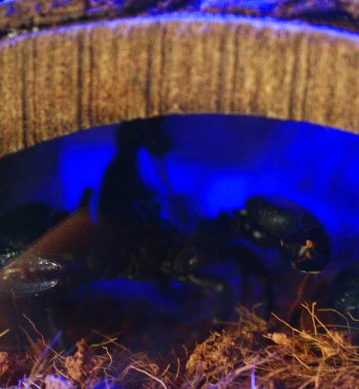 Từ một vài gr cho đến cho đến trên 10 gr nọc của bọ cạp đen có khả năng làm thiệt mạng một người khỏe mạnh.
